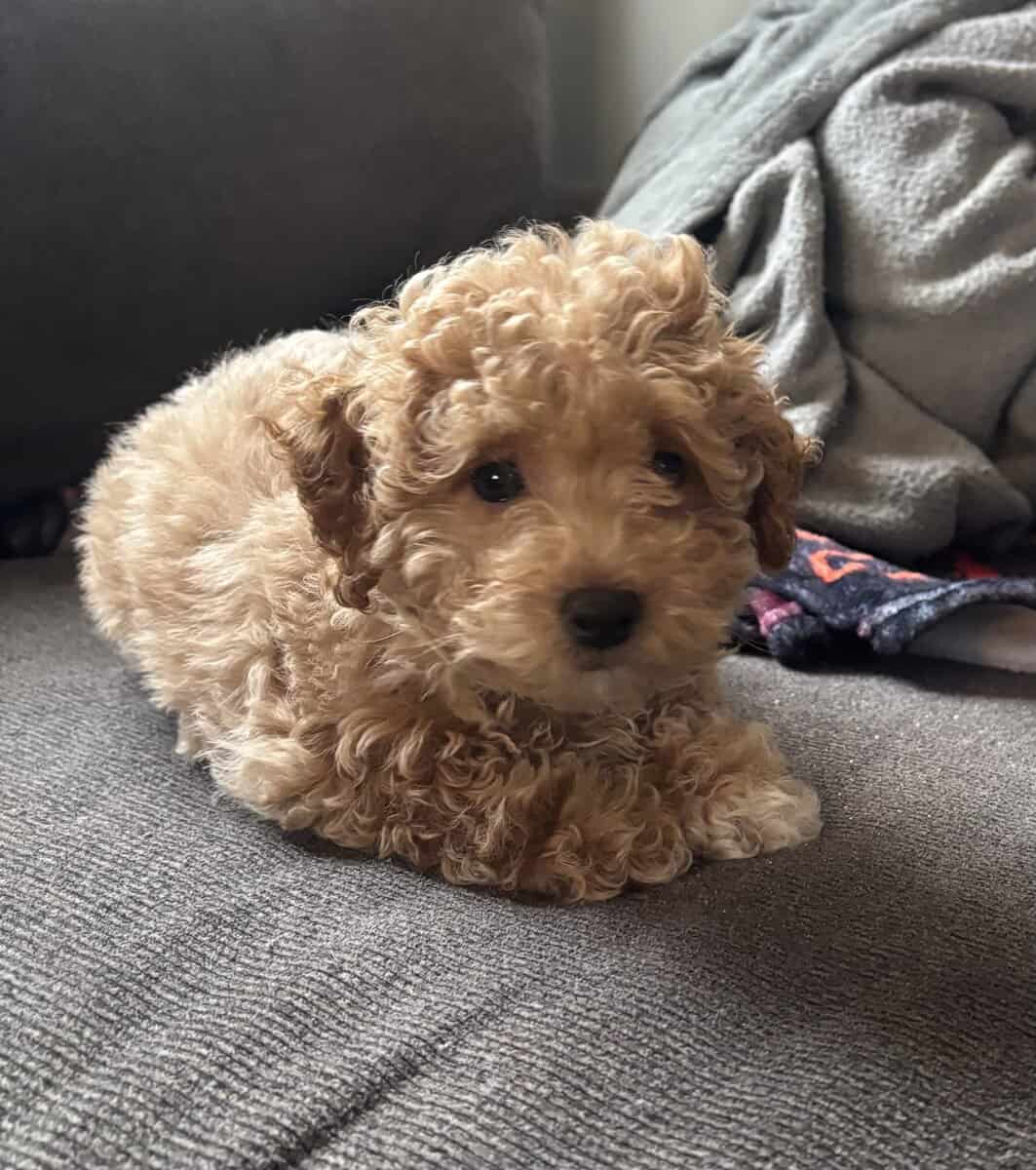 Mini poodle image 1