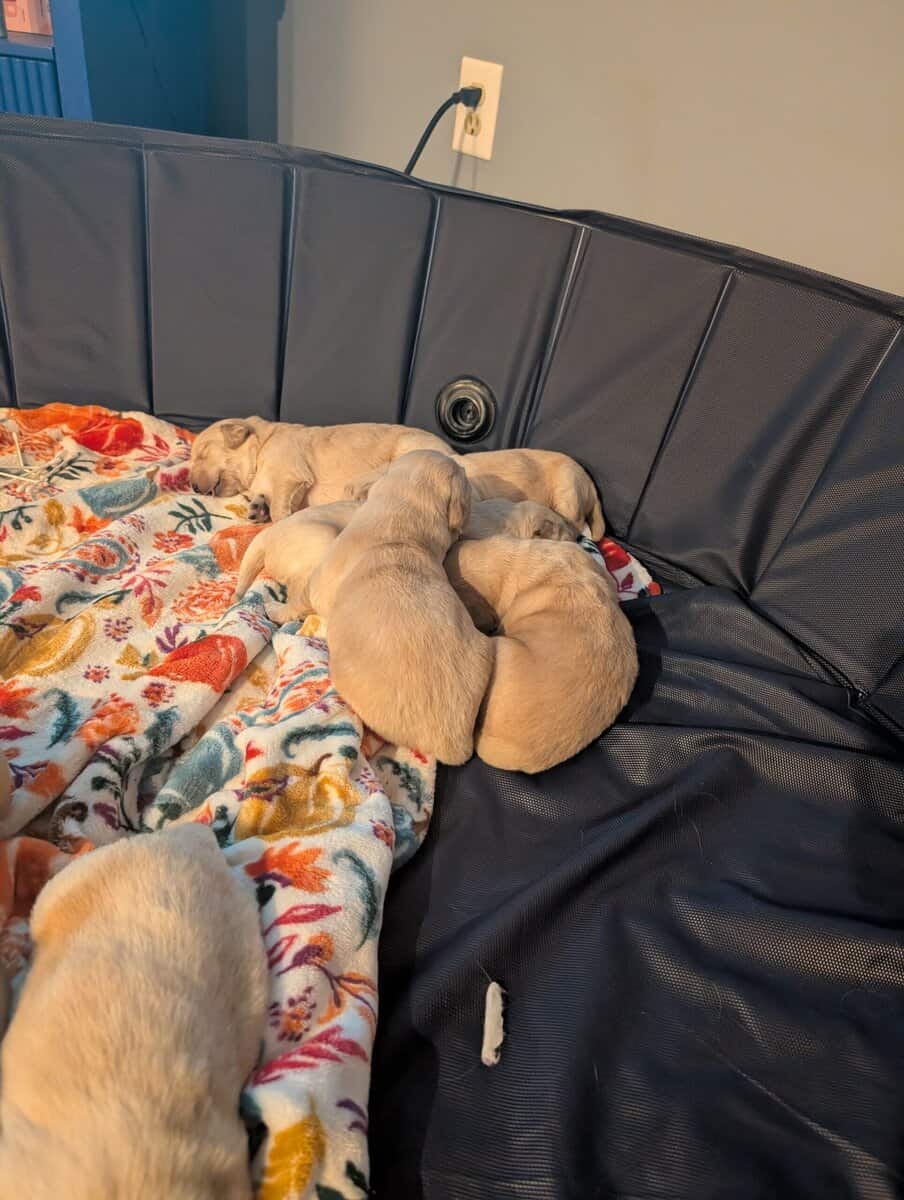 Golden retriever puppies image 6