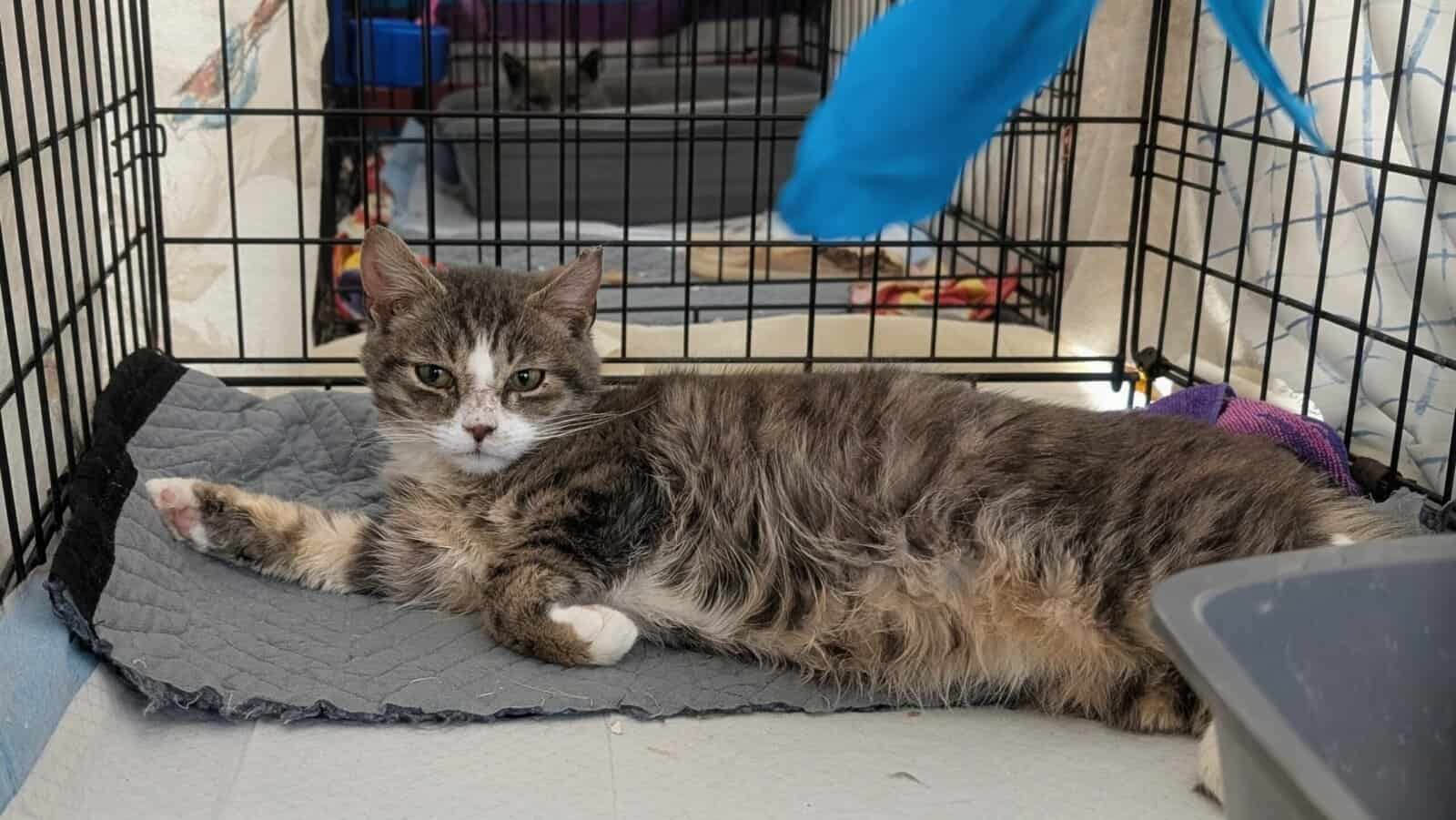 🐾 Rescued Kitties Seeking Forever Homes! image 7