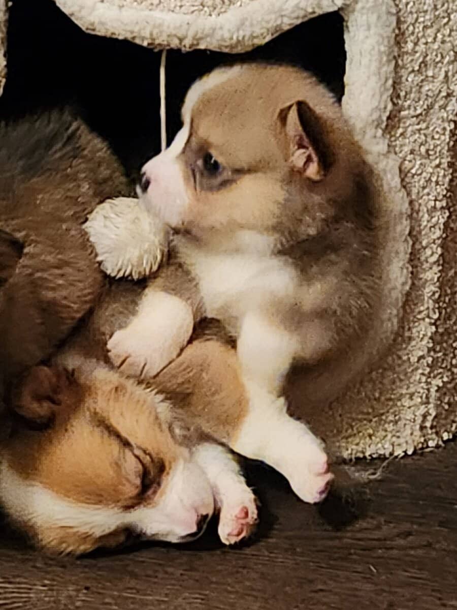 Corgi puppies image 3