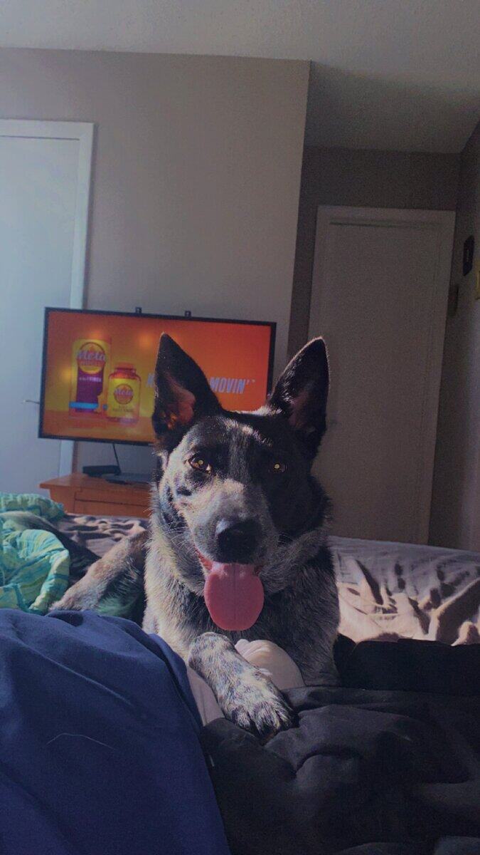 Border Collie - Blue Heeler Female Needs Home image 3
