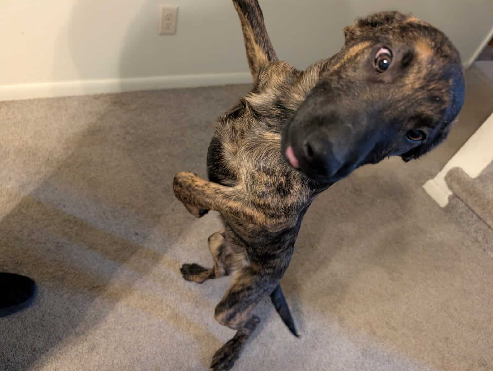 Belgian Malinois xLabrador puppies image 1