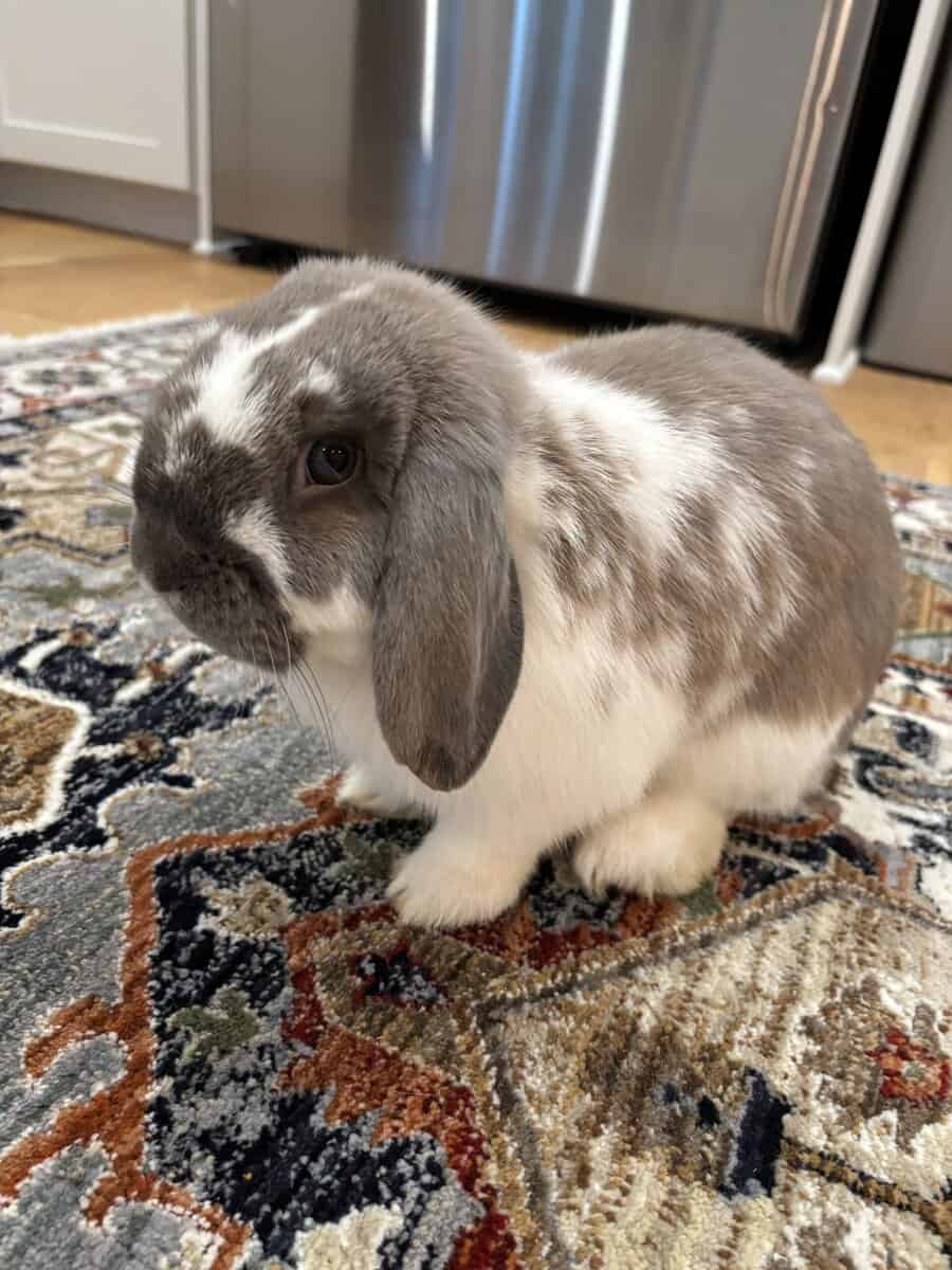 Holland Lop Bunny Brothers image 2