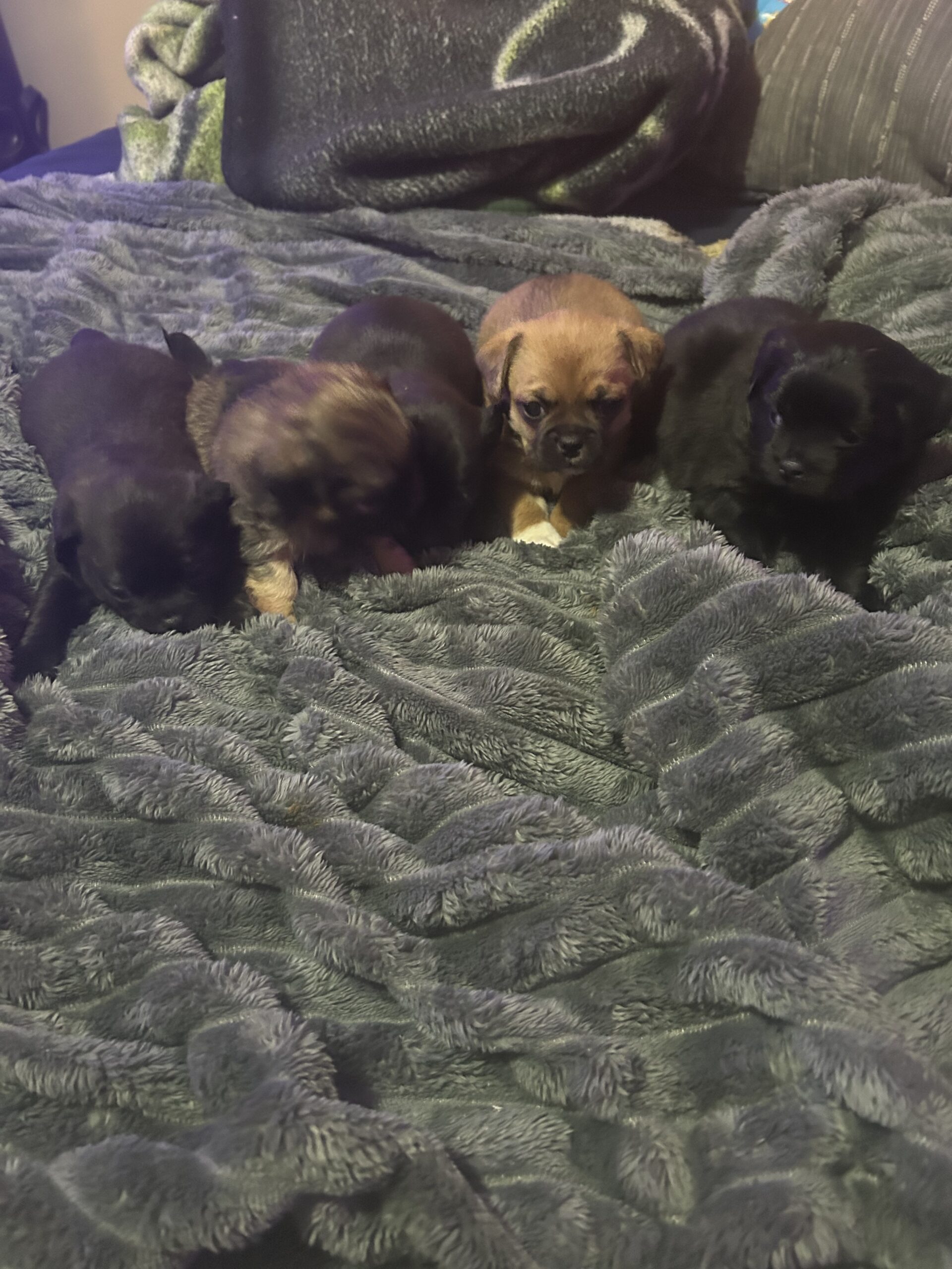 Puppy’s for sale puppy puppies image 6