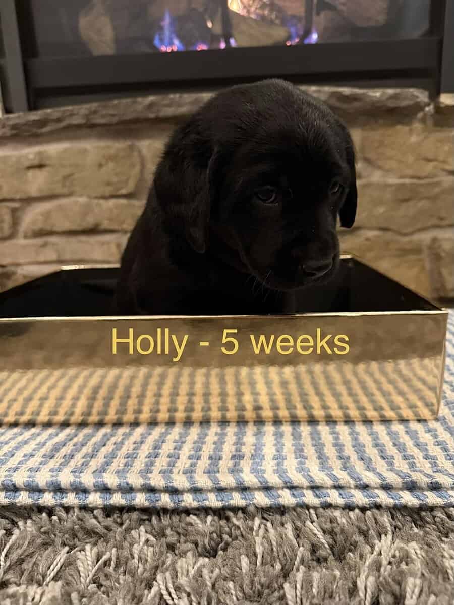 3 Black Female Labrador Retriever Puppies image 5