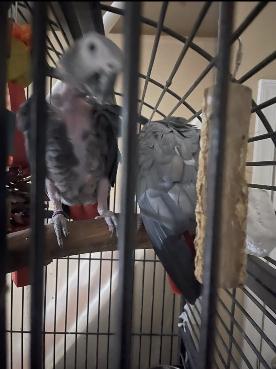 African Gray for sale - Male and Female image 1
