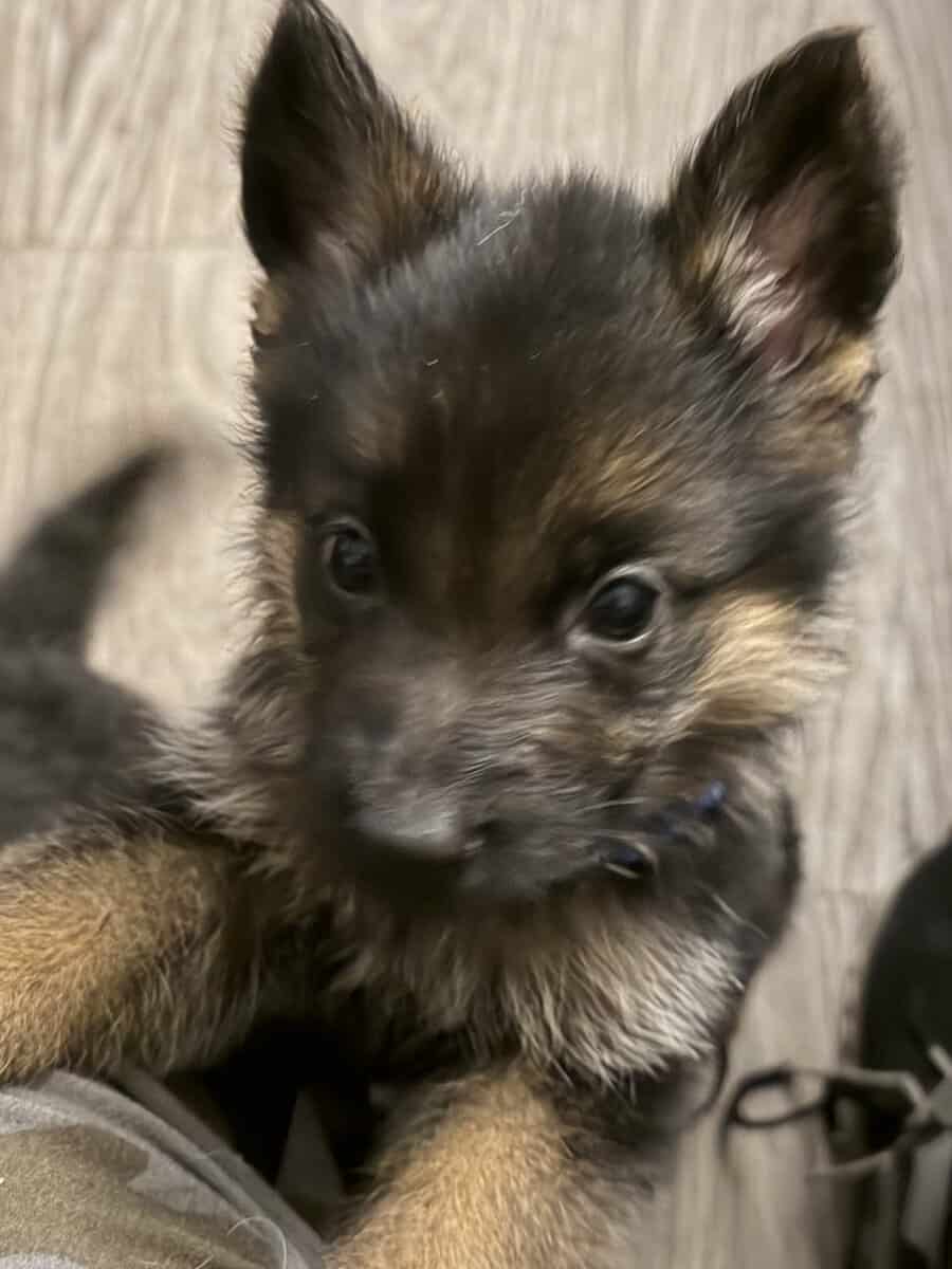 AKC purebred German Shepherd puppies image 2