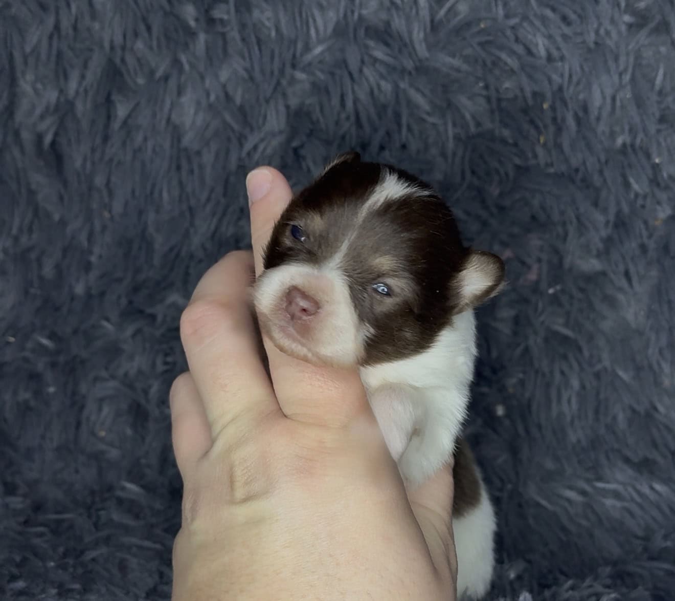 AKC Tiny Pomeranian Puppies image 4