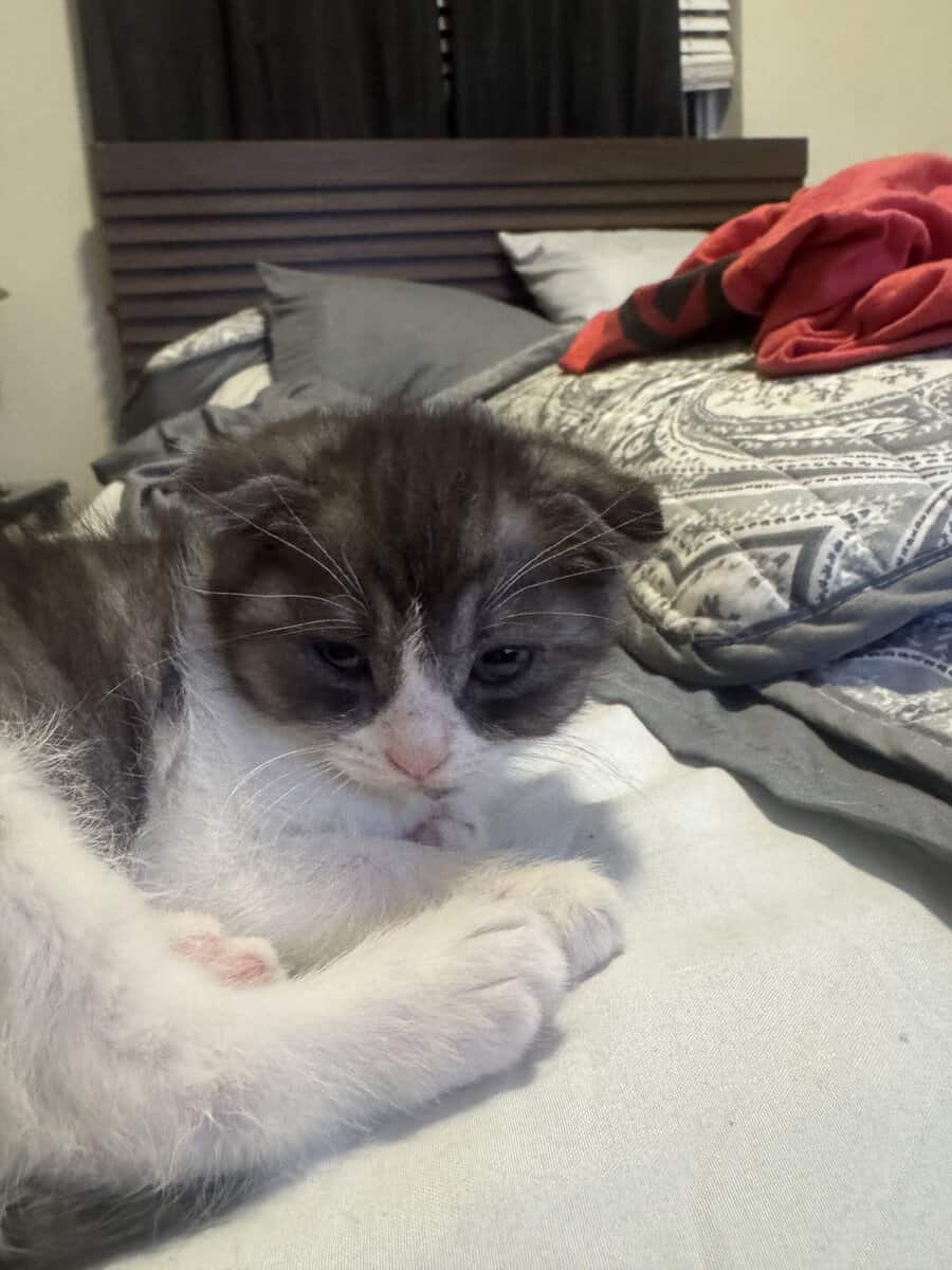 Scottish Fold Kittens – Healthy, Social, Indoor‑Ra image 6
