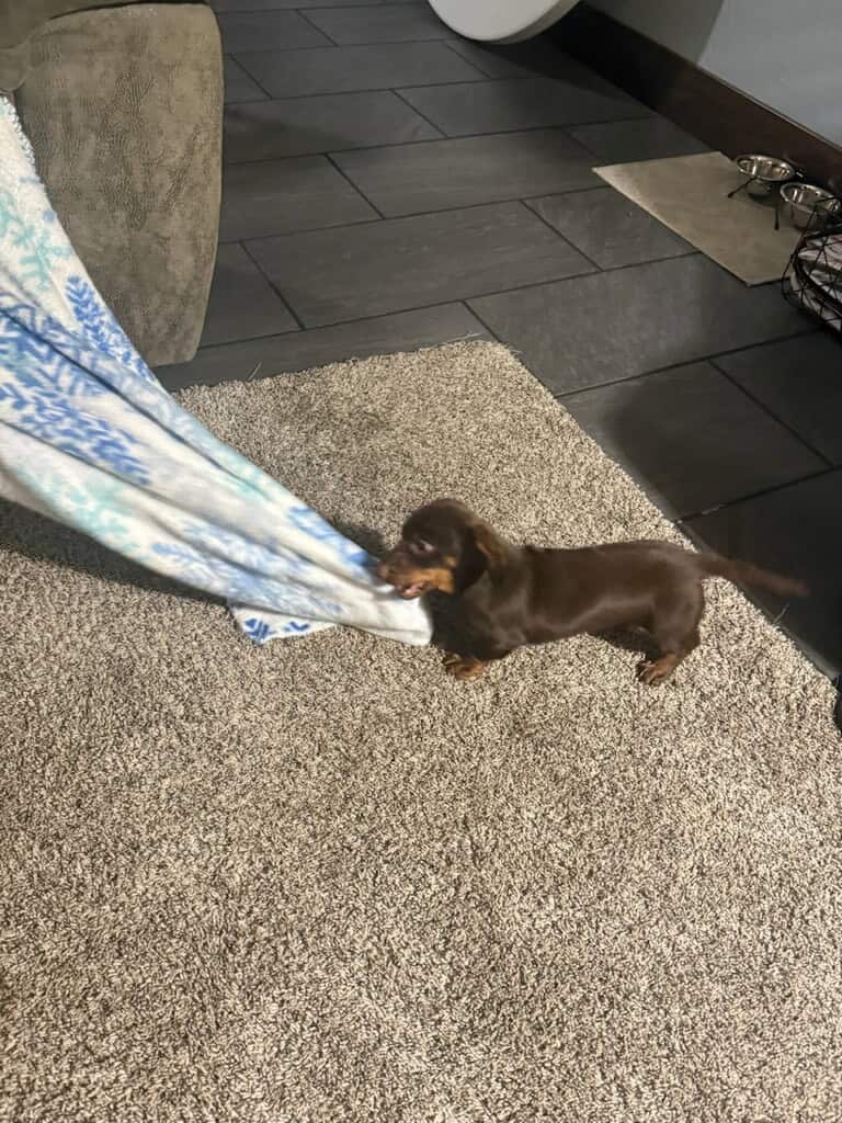 Playful Mini Dachshund image 2