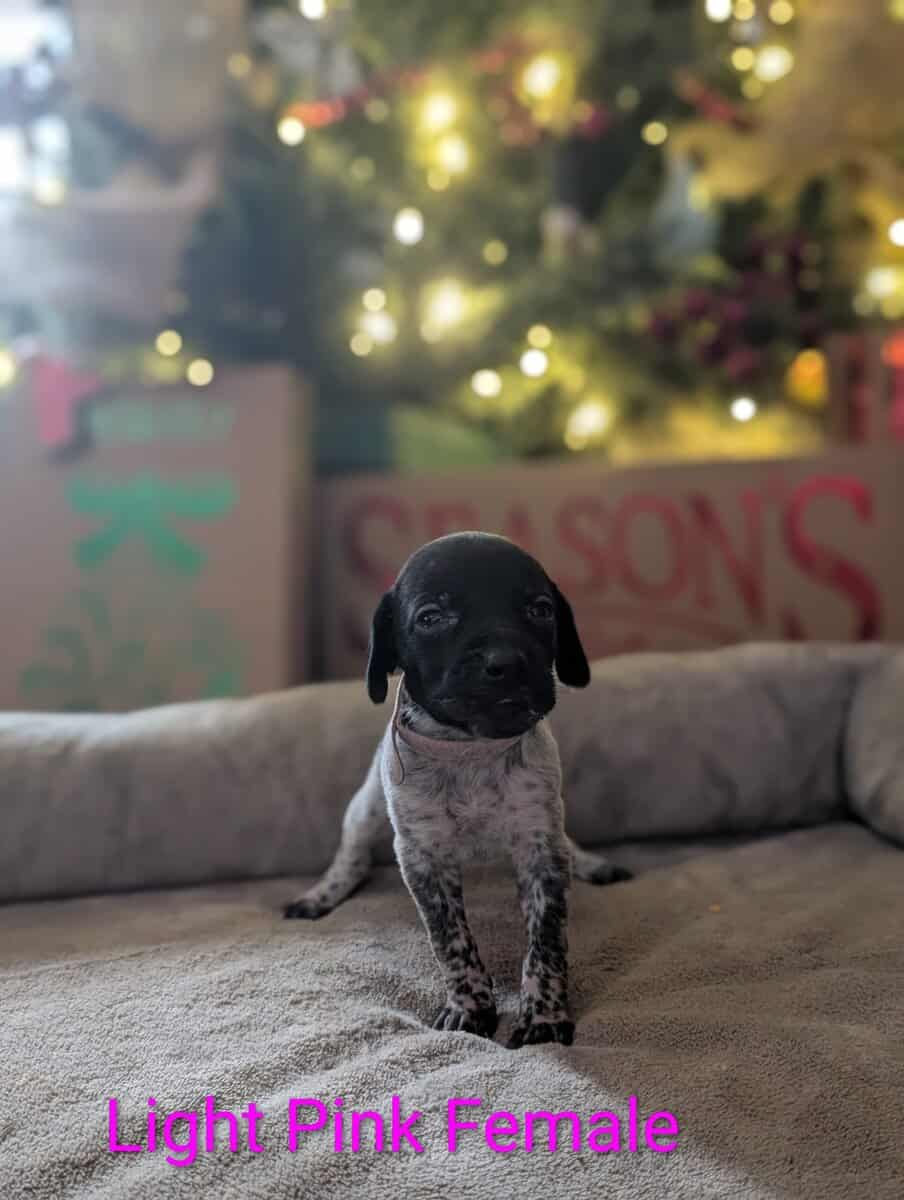 German Shorthair Pointer Puppies image 11