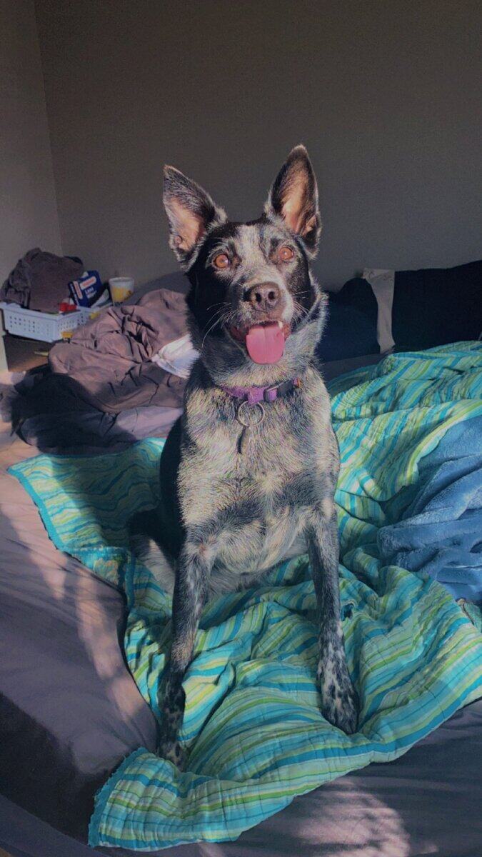 Border Collie - Blue Heeler Female Needs Home image 1