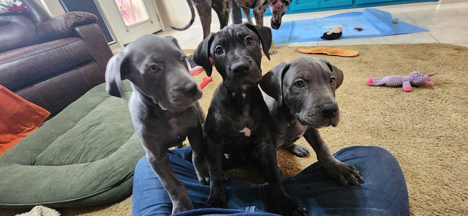 3 male DaneBull puppies need homes image 1