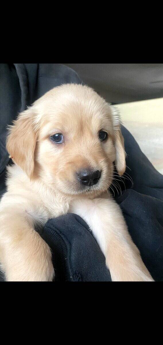 Valentines golden retriever puppies image 3