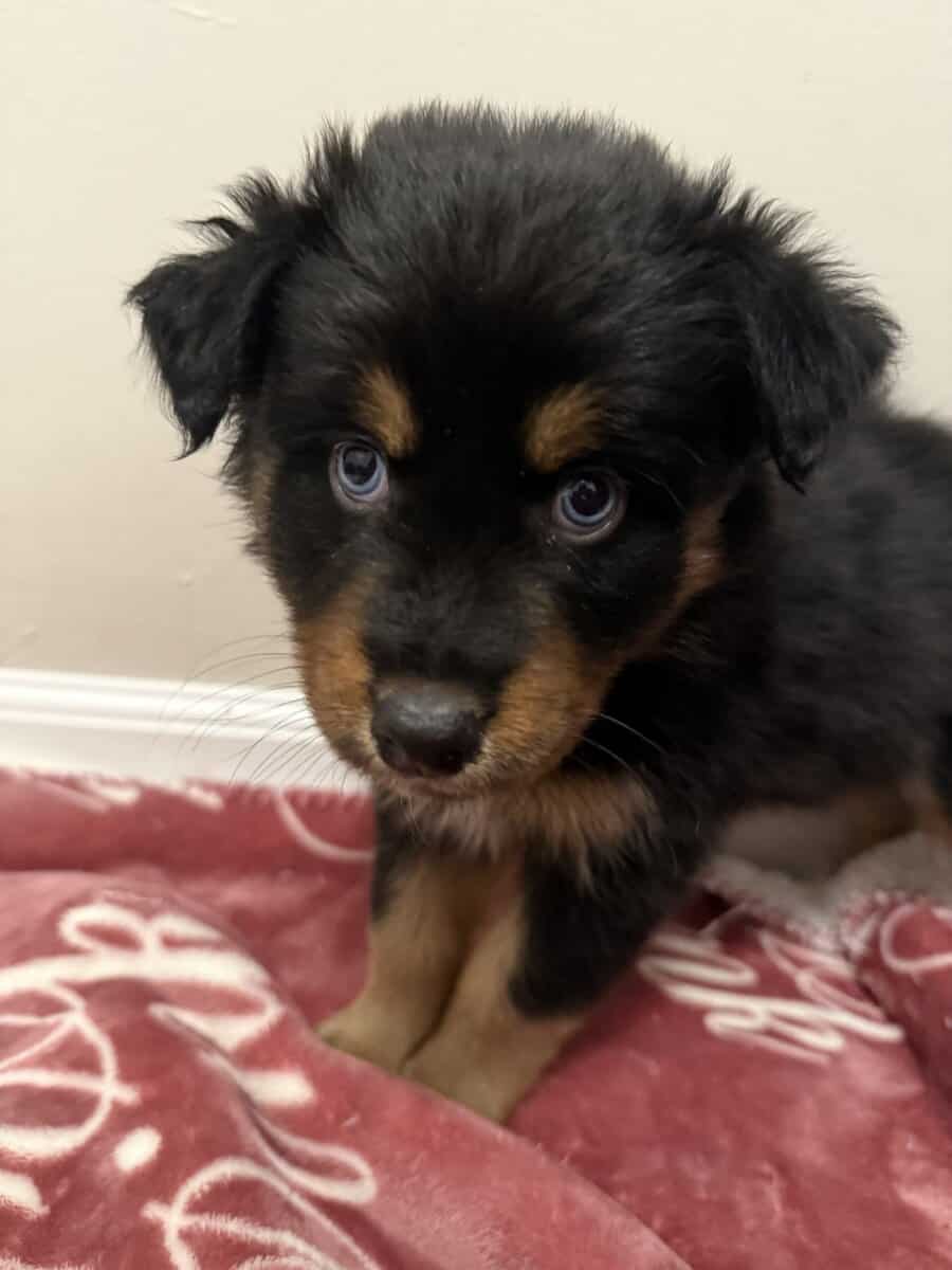 Australian Shepherd Black Tri Female Puppy image 6