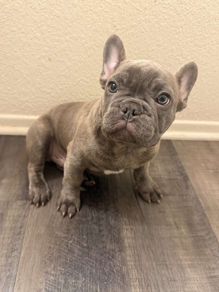 French bull dog puppy image 5