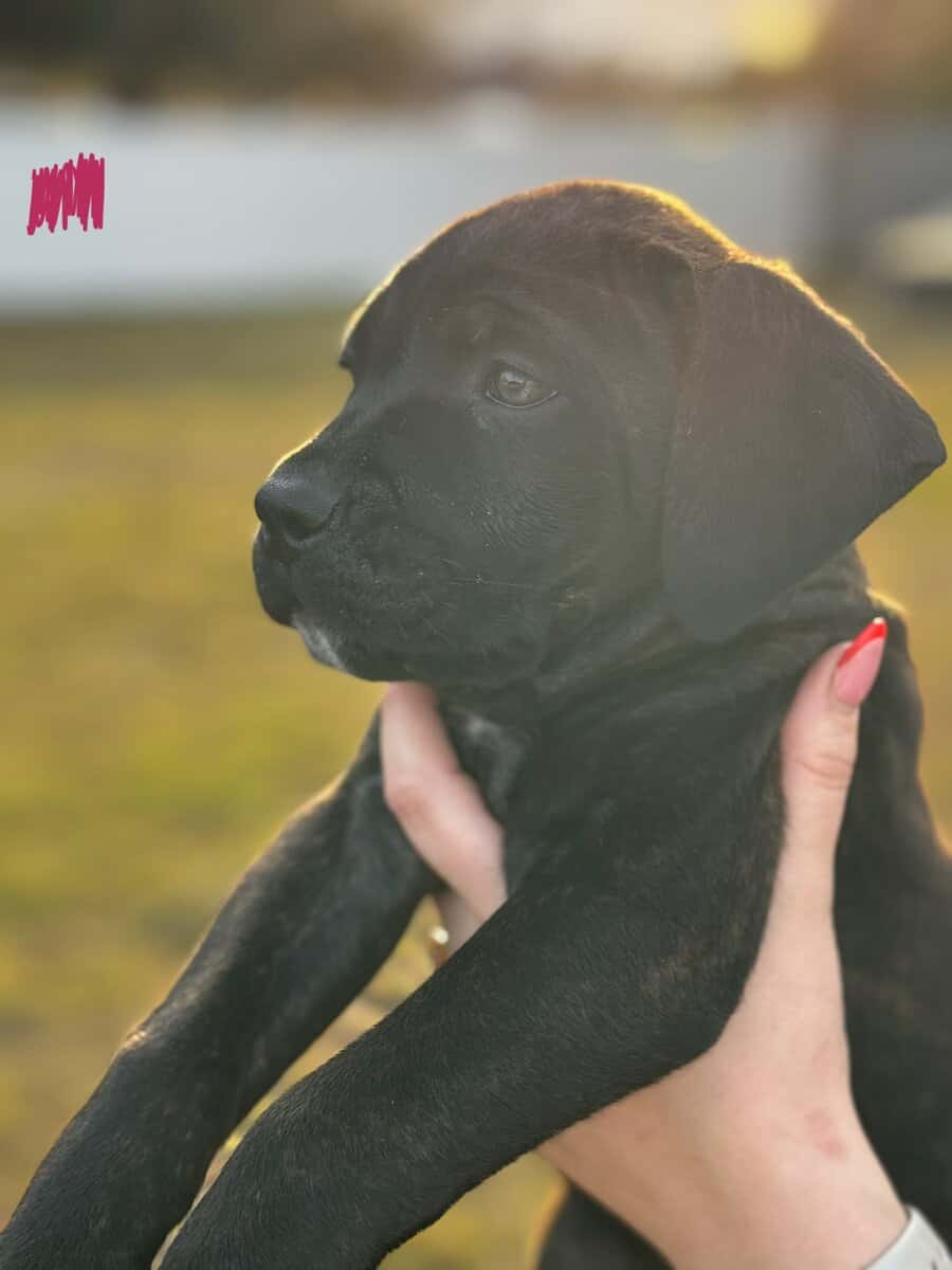 Cane Corso puppies image 12