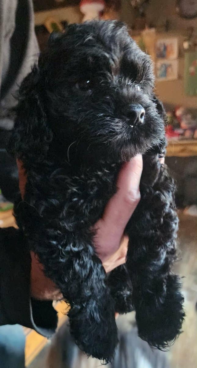 CavaPooShons image 1