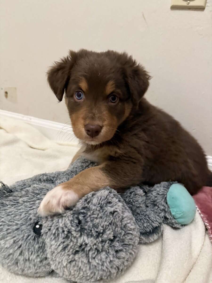 Australian Shepherd Red Tri Female Puppy image 3