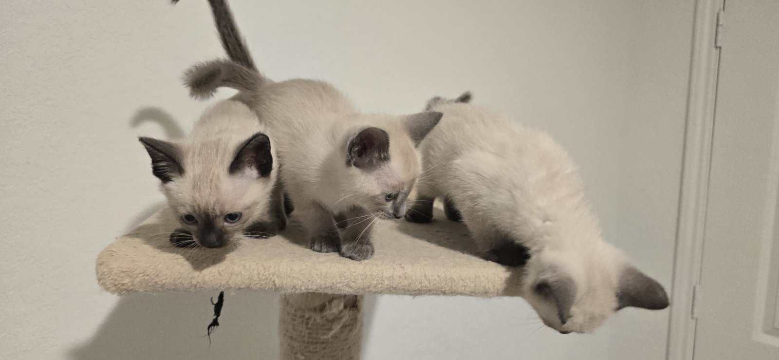 Kitten image 2