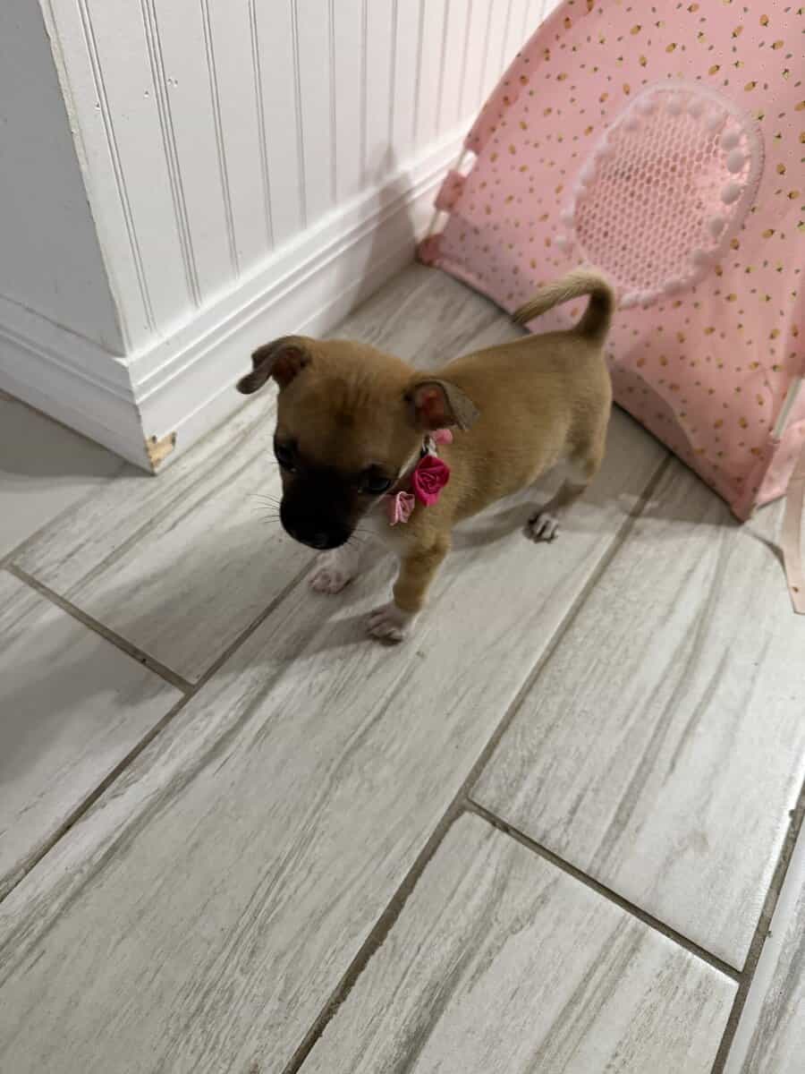 Lola needs new home image 3