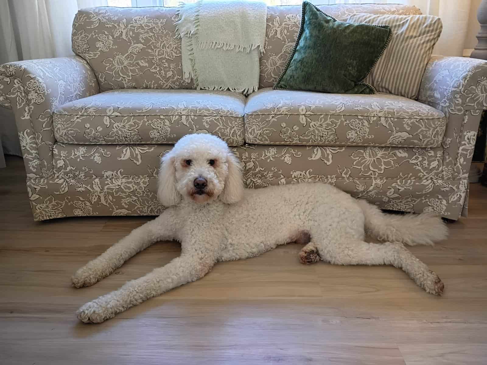 Sweet Family Doodle Looking for a New Home! image 2