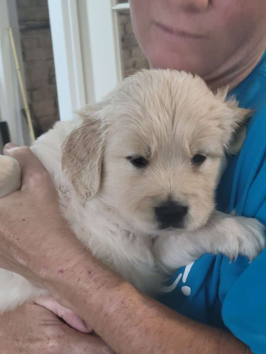 AKC Golden Retriever Puppies ready 1/26/26. image 1