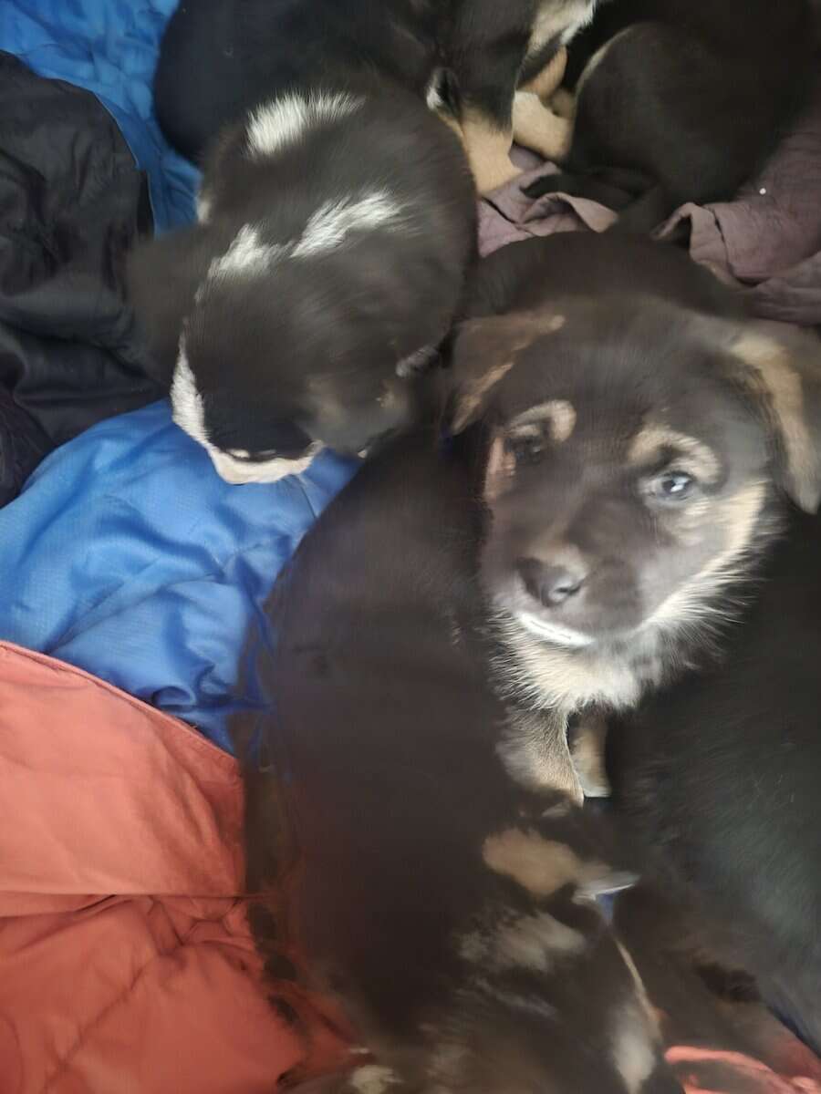 Blue Heeler Mom and German Shepherd Dad puppies image 13