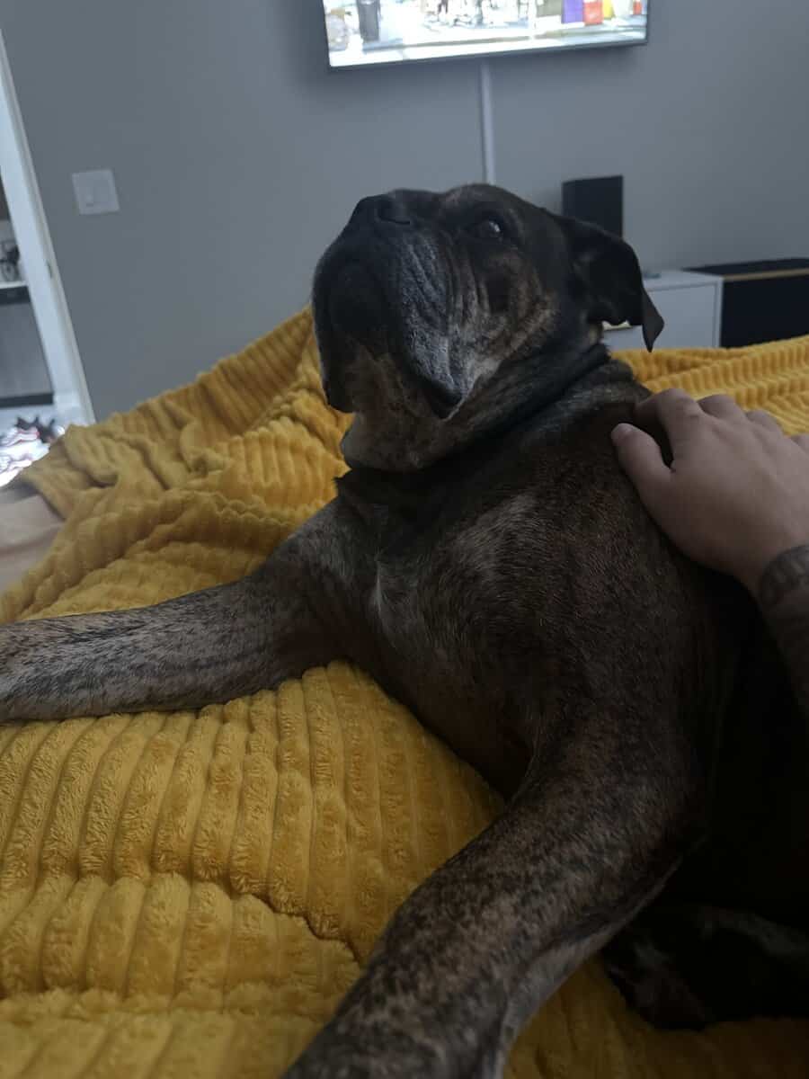 Loving Home Needed for Bruno - 6-Year-Old Cane Cor image 6