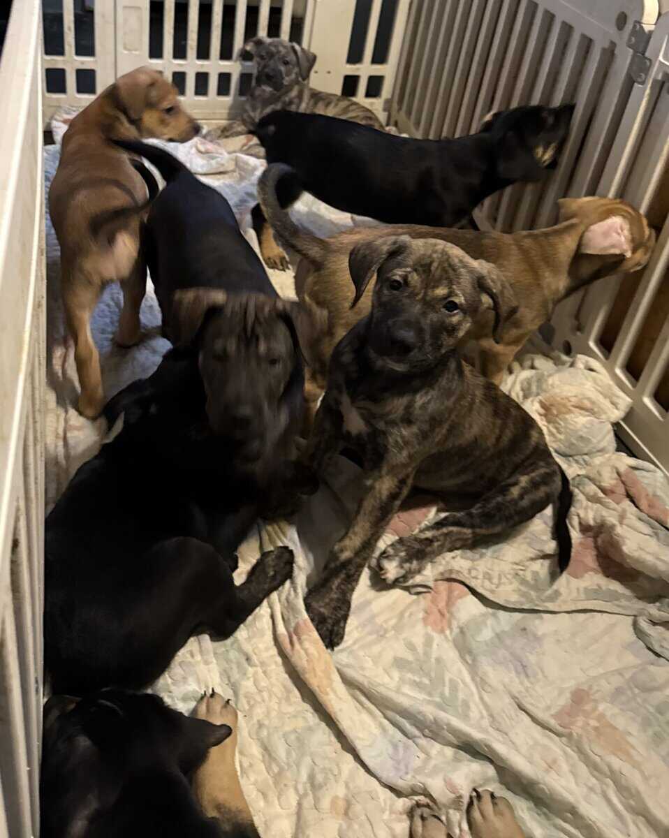 Catahoula bloodhound puppies image 4