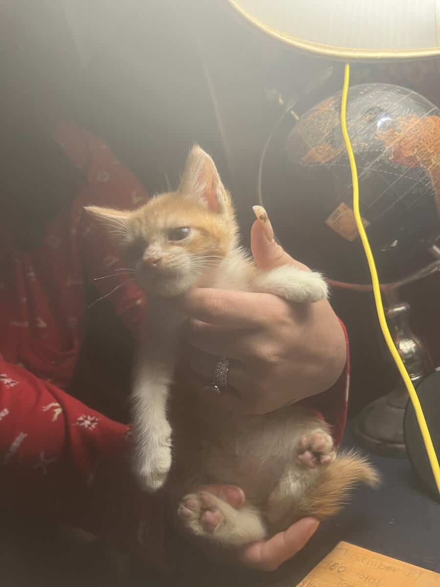 FREE KITTENS image 5
