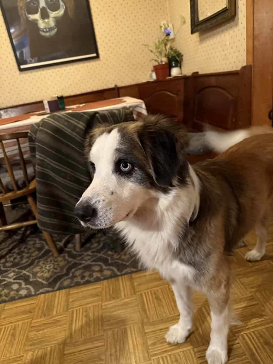Loving Home Needed for Sweet Family Dog image 1