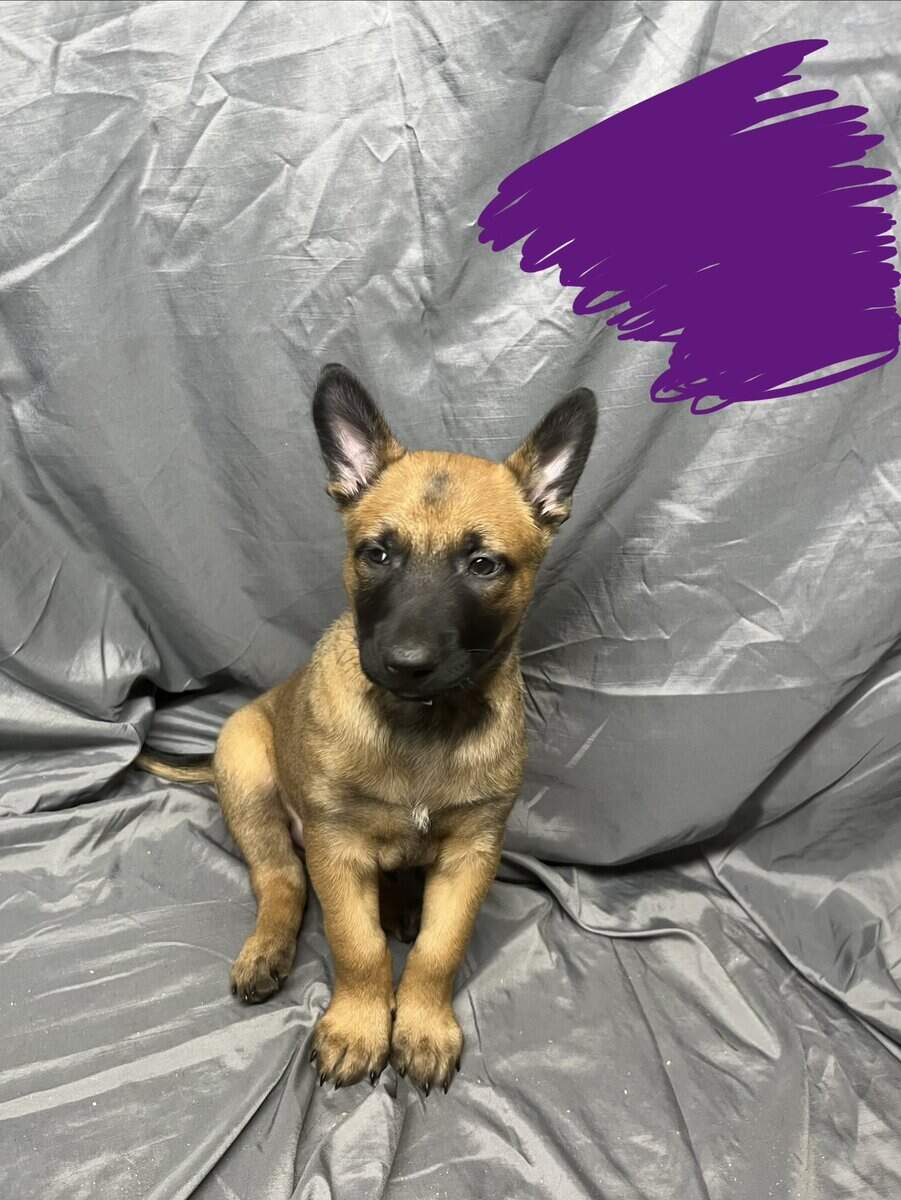 Purple collar image 5