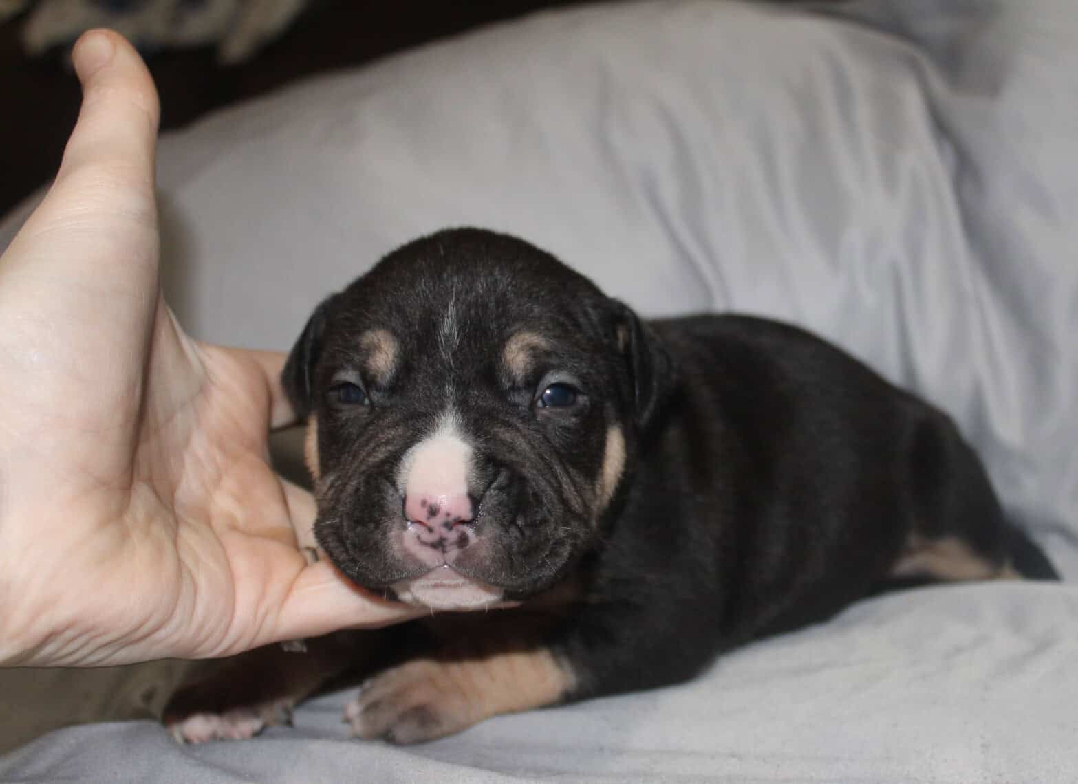 Abkc American Bully Puppies image 1