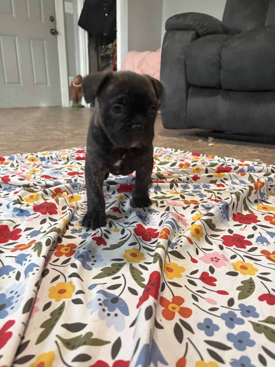 French English Bulldog puppies image 16