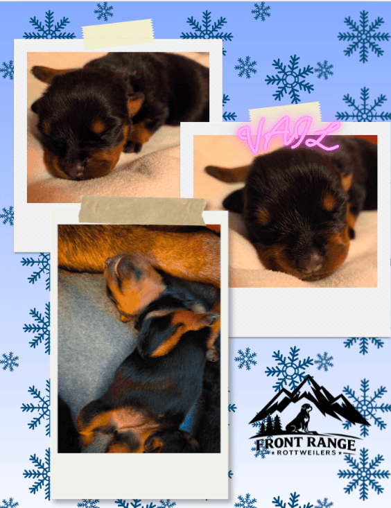 Front Range Rottweilers Looking For Loving Homes image 5
