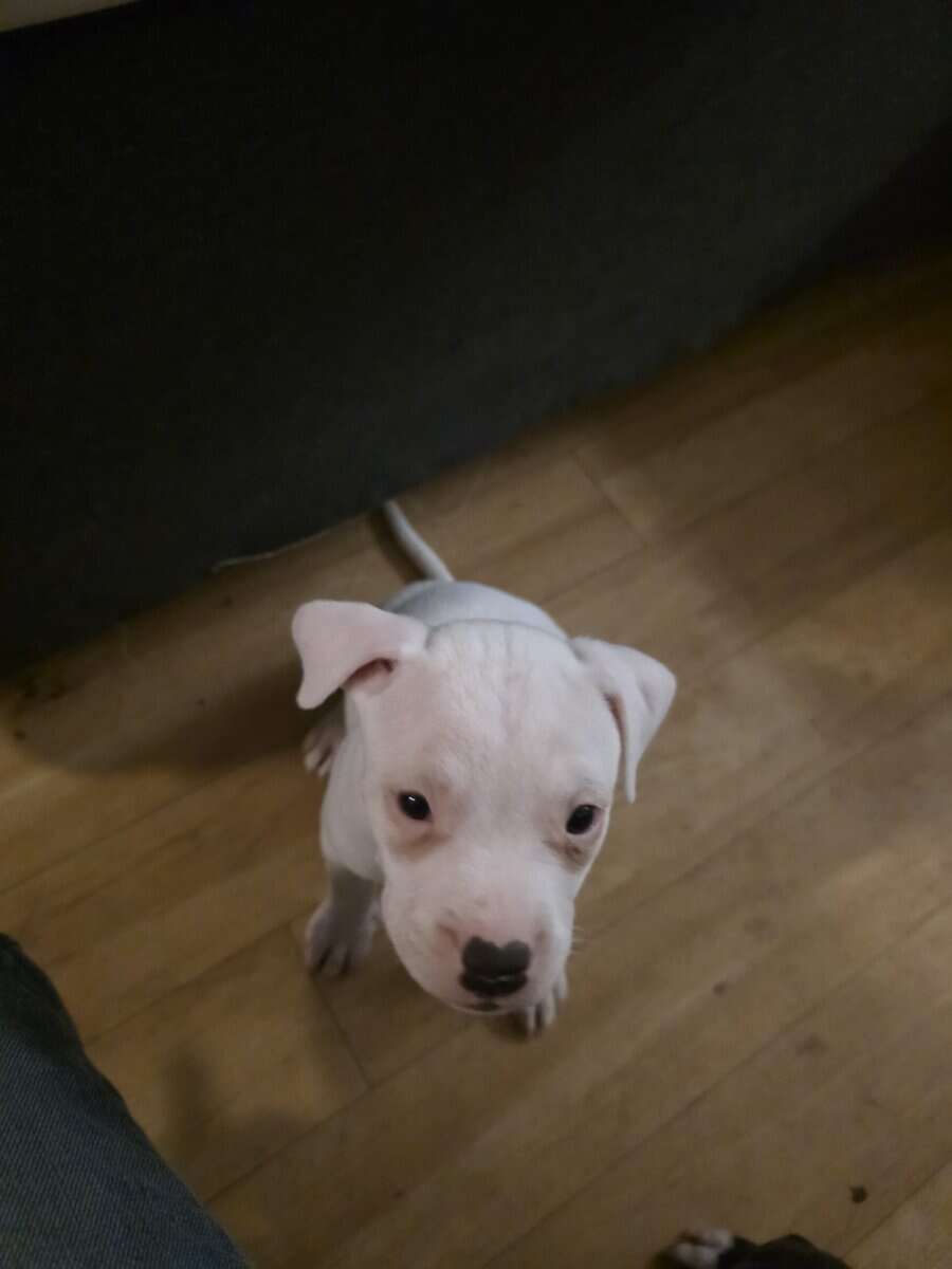 pitbull puppies for adoption image 6
