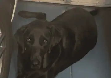 Free adoption of a Labrador Retriever.