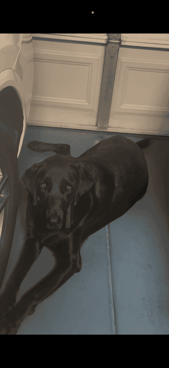 Free adoption of a Labrador Retriever. image 1