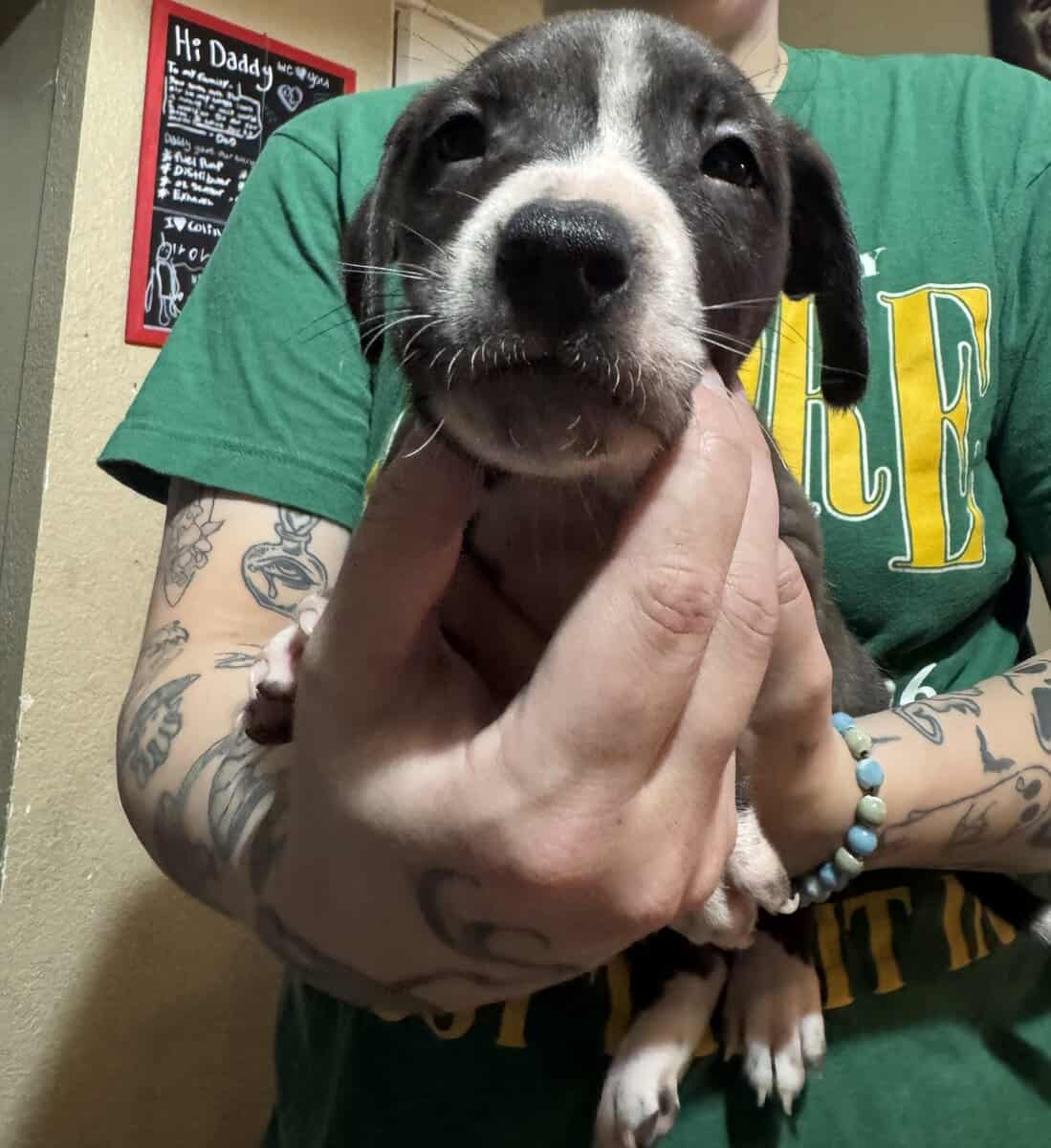 Puppies image 5