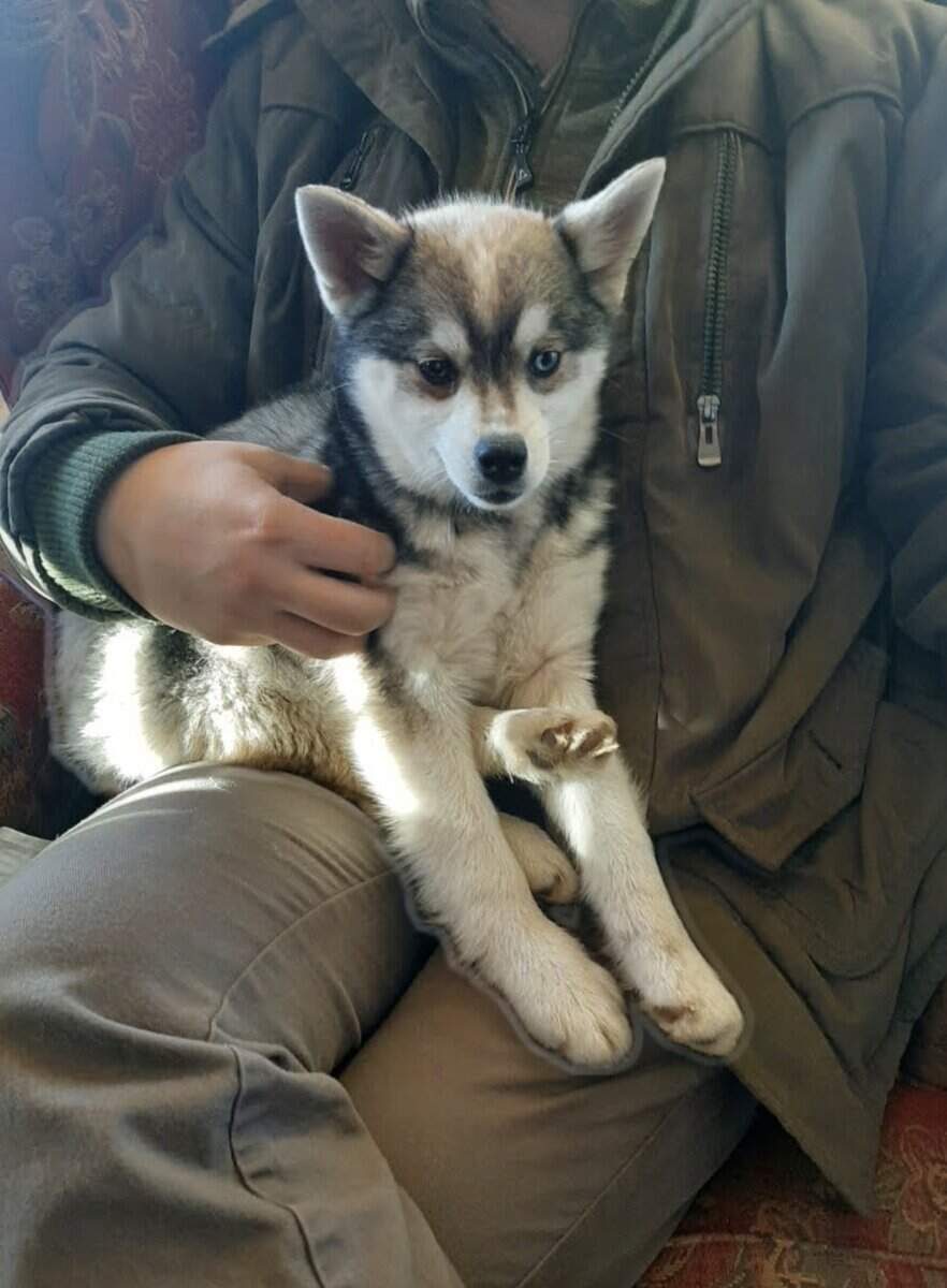 Alaskin Klee Kai for sale image 1
