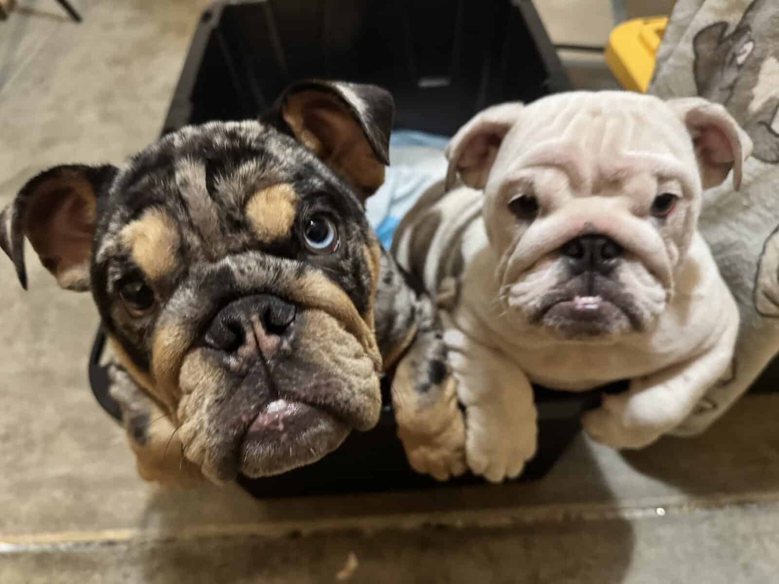 English Bulldogs for sale image 1