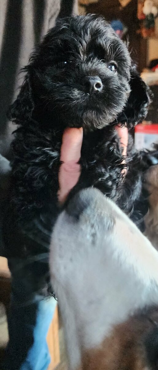 CavaPooShons image 5