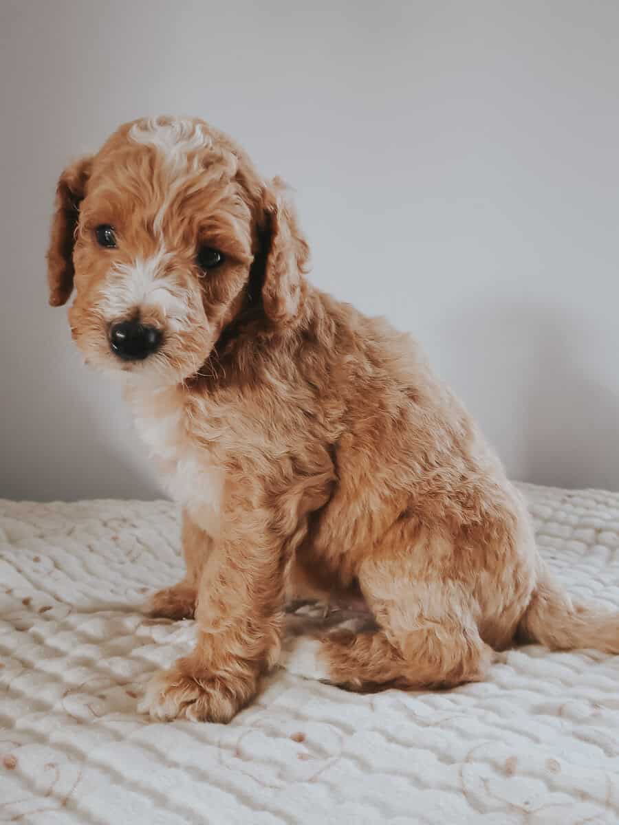 Multi-Gen Doodle Puppies for sale! image 11
