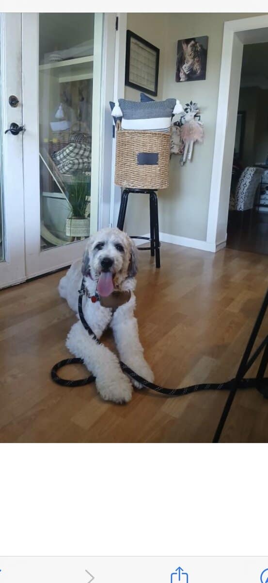 3 year old bernedoodle image 1