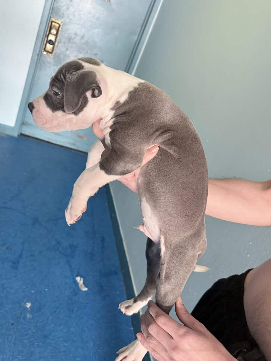 Male American staffy bully mix image 3