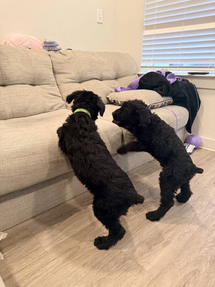 Giant schnauzers image 4