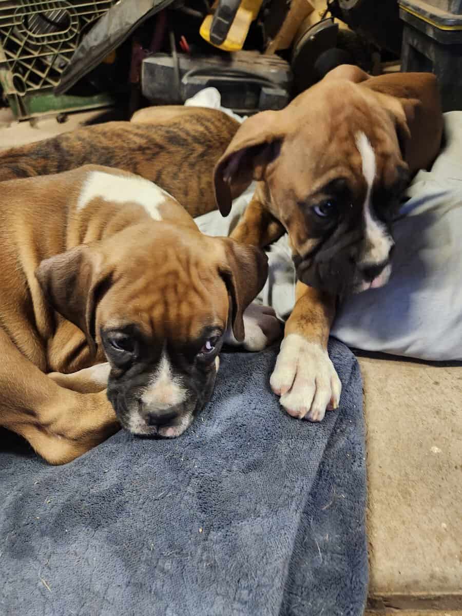 2 purebred 9 week male puppies image 6