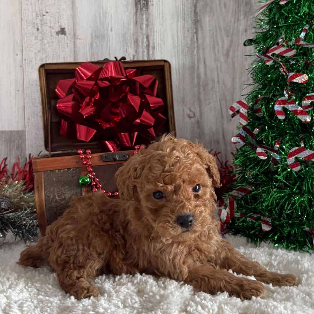 Toy poodle puppies available image 3