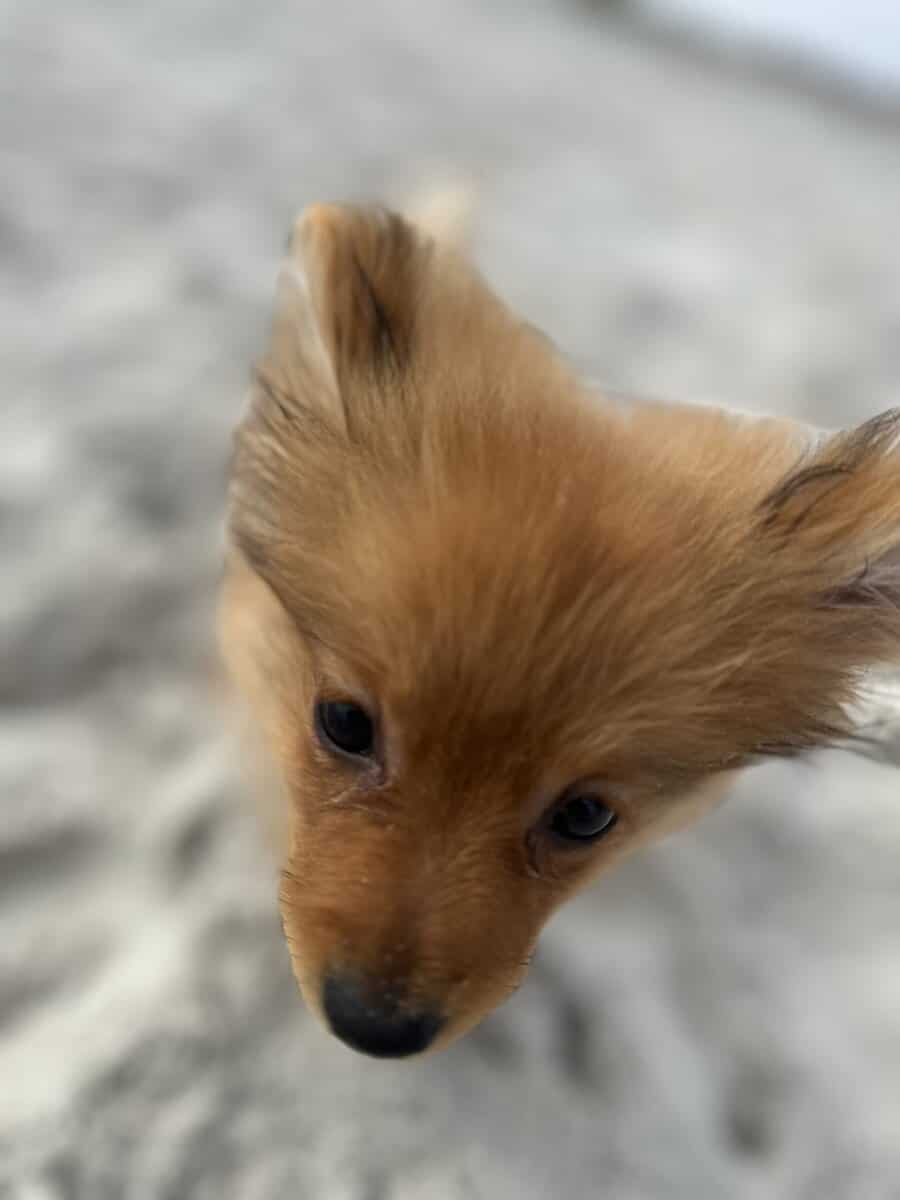 Pomeranian image 12